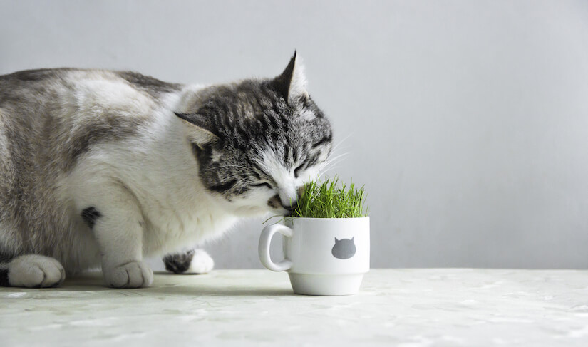 Katze frisst Katzengras aus einem Becher