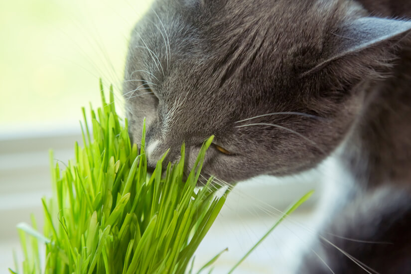 Katze frisst an einem Büschel Katzengras