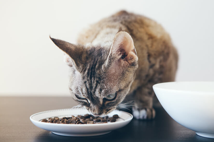 Katze frisst Trockenfutter von einem Teller