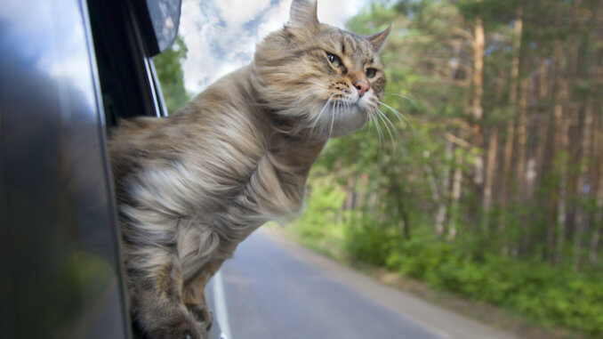 Katze guckt aus dem Autofenster während der Fahrt