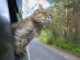Katze guckt aus dem Autofenster während der Fahrt