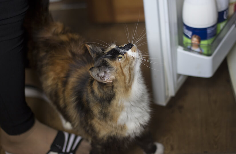 Halblanghaarige Katze in Schildpatt mit Weiß schaut in den Kühlschrank