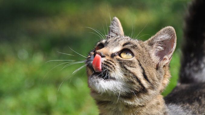 Katze guckt nach oben zum Herrchen mit rausgestreckter Zunge