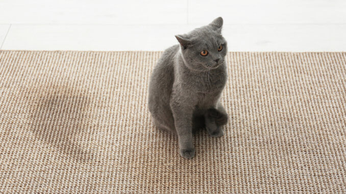Katze hat auf den Teppich gepinkelt
