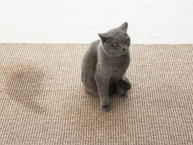 Katze leckt sich kahl