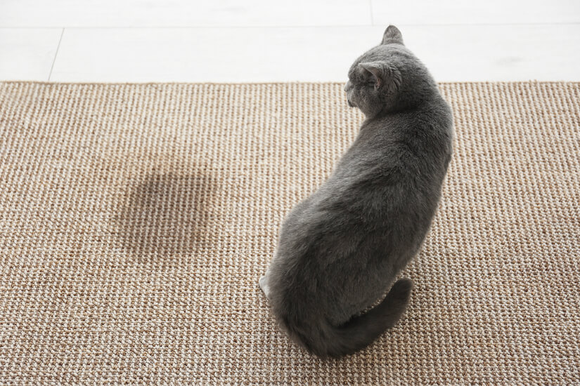 Katze hat auf den Teppich uriniert