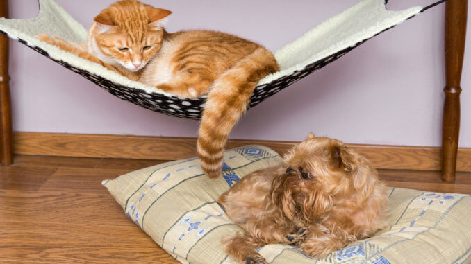 Katze in ihrer Hängematte und Hund auf der Matratze