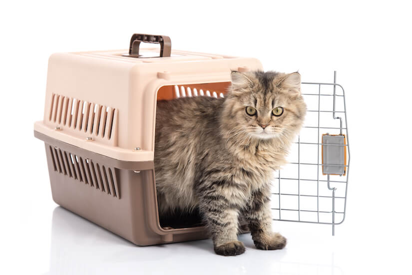 Katze in ihrer Katzentransportbox