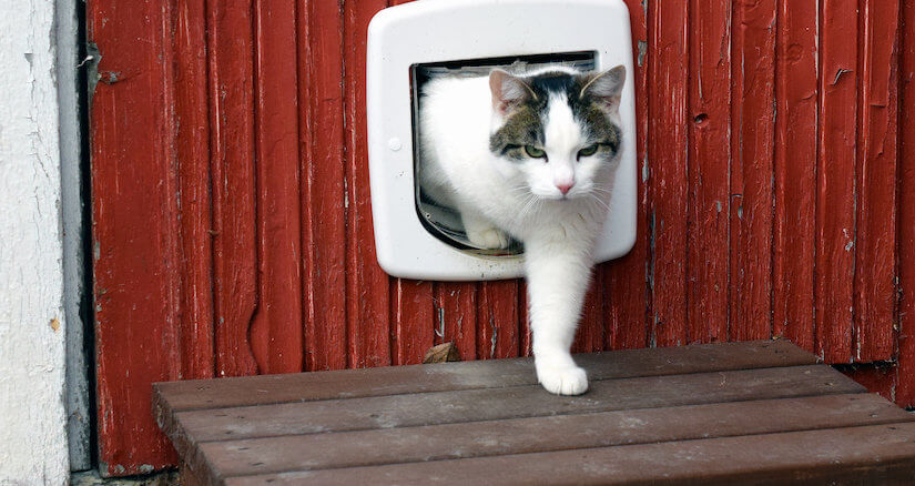 Katze kommt durch eine Katzenklappe nach draußen