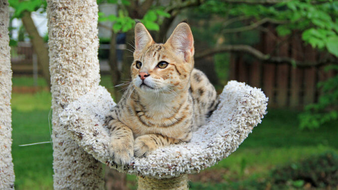 Katze liegt auf Outdoor Kratzbaum