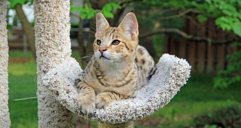 Katze liegt auf Outdoor Kratzbaum