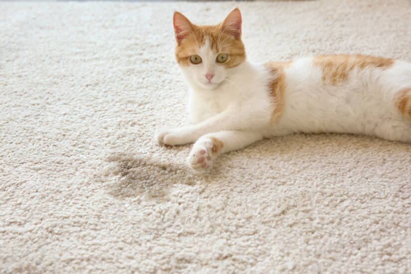 Katze liegt auf einem Teppich neben einem Urinfleck