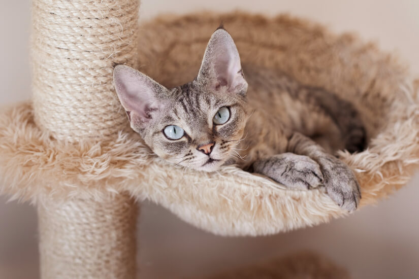 Katze liegt im Bett in der Kratzsäule