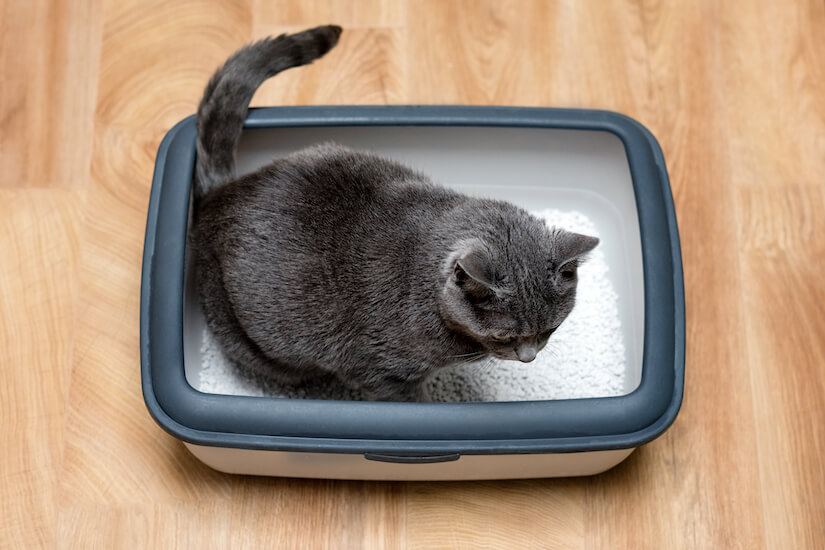 Katze macht ins Katzenklo