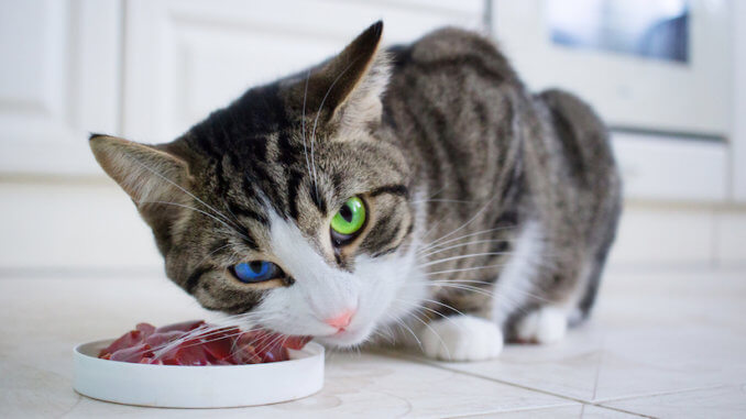 Katze mit einem grünen und einem blauen Auge frisst Fleisch aus dem Napf