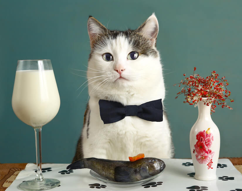 Katze sitzt am Tisch vor rohem Fisch und einem Glas Milch