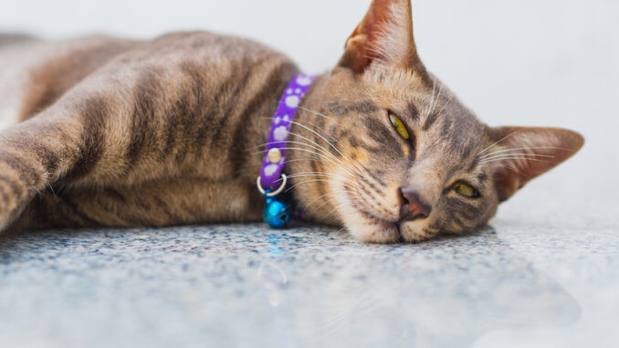 Katze mit schönem Halsband auf dem Boden
