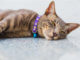 Katze mit schönem Halsband auf dem Boden