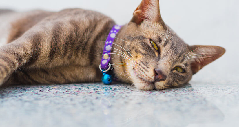 Katze mit schönem Halsband auf dem Boden