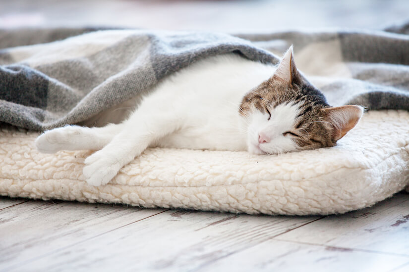 Katze schläft auf Katzenkissen zugedeckt mit einer Decke