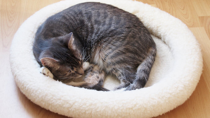 Katze schläft im Katzenbett Katzensofa