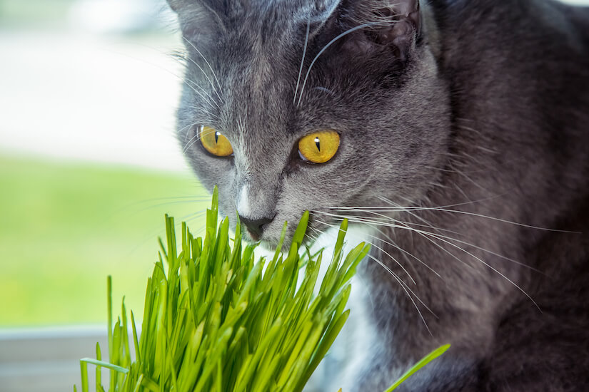 Katze schnuppert an einem Topf Katzengras
