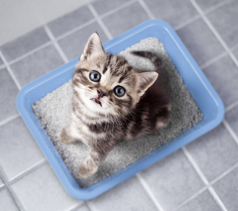 Katze sitzt im Katzenklo und guckt nach oben