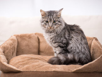 Katze sitzt in Ihrem Katzenbett