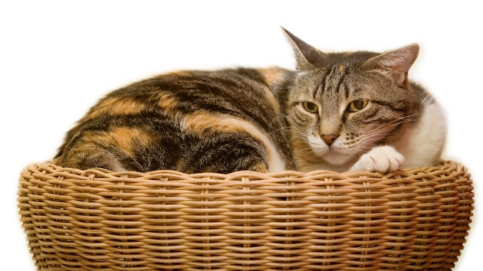 Katze sitzt in Ihrem Weidekörbchen