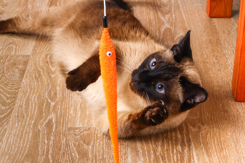 Katze spielt mit Katzenangel