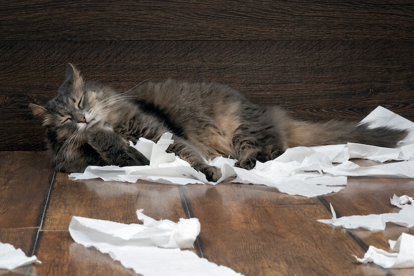 Katze spielt mit Klopapier