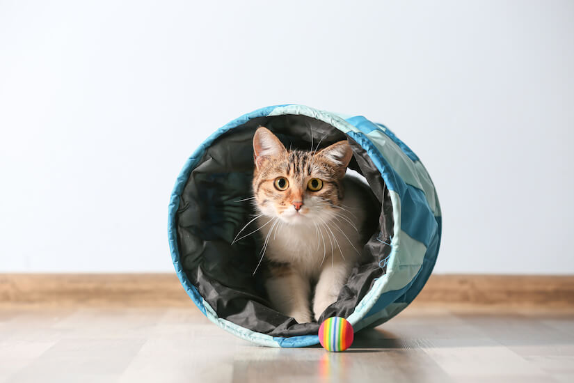 Katze spielt mit dem Katzentunnel