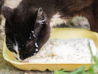 Katze trinkt Katzenmilch