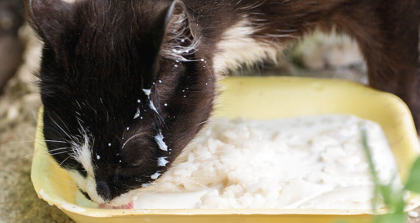 Katze trinkt Katzenmilch