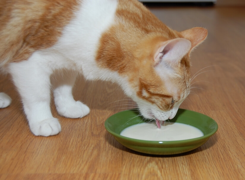 Katze trinkt Milch aus Schüssel