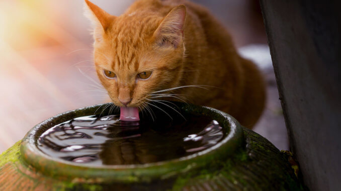 Katze trinkt Wasser aus Katzenbrunnen