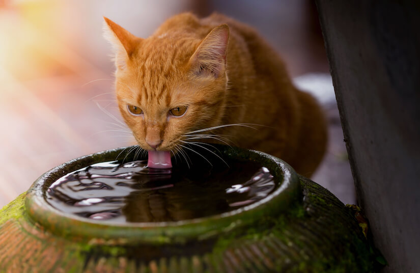 Katze trinkt Wasser aus Katzenbrunnen