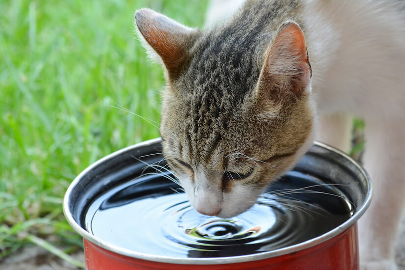 Katze trinkt Wasser aus einem Eimer