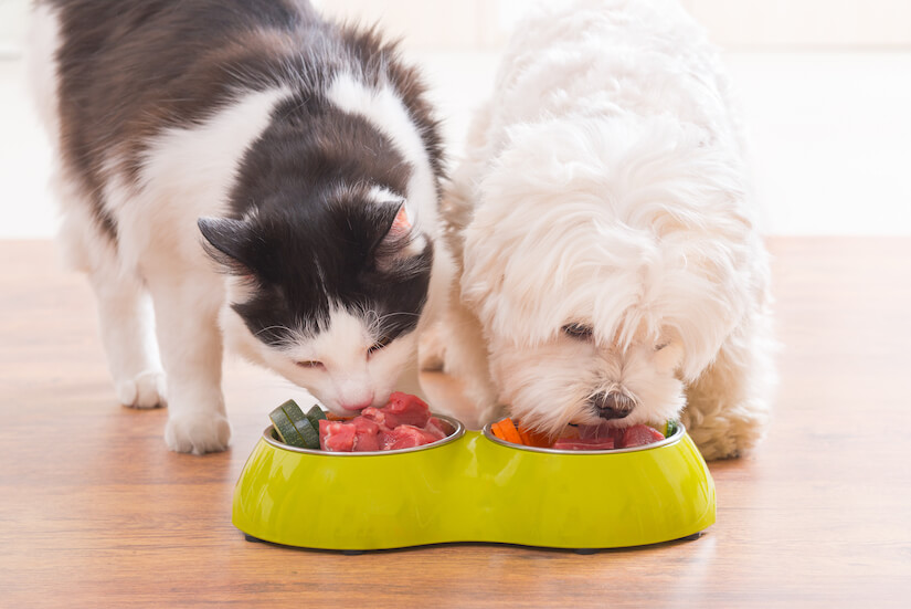 Katze und Hund fressen aus ihren Näpfen