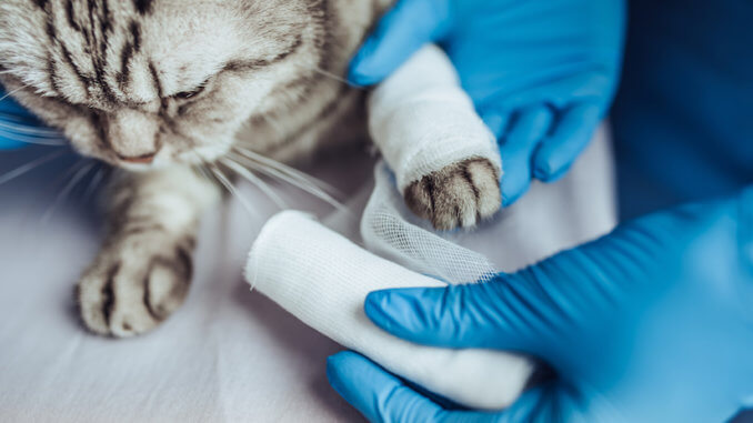 Katze wird am Fuss verbunden beim Tierarzt
