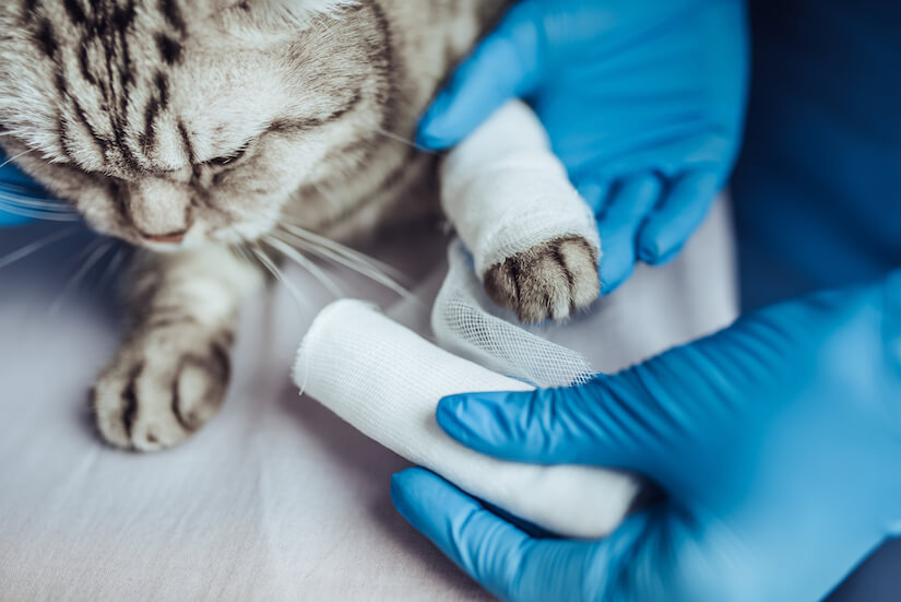 Katze wird am Fuss verbunden beim Tierarzt