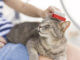 Katze wird am Kopf gebürstet mit einer Katzenbürste