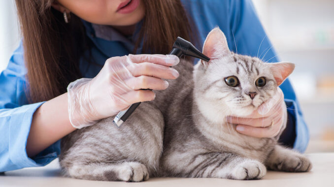 Katze wird an den Ohren untersucht beim Tierarzt