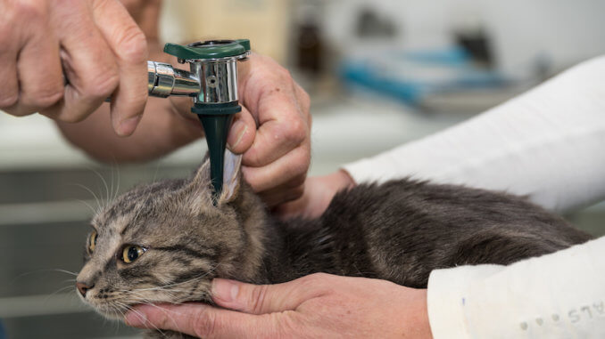 Katze wird beim Arzt im Ohr untersucht