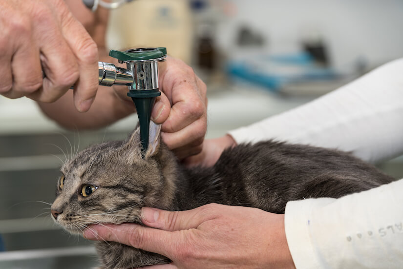Katze wird beim Arzt im Ohr untersucht
