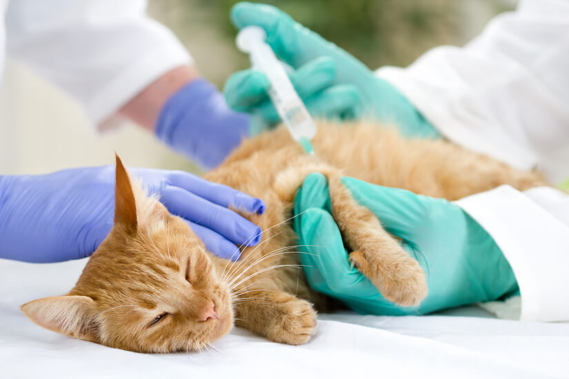 Katze wird beim Tierarzt geimpft