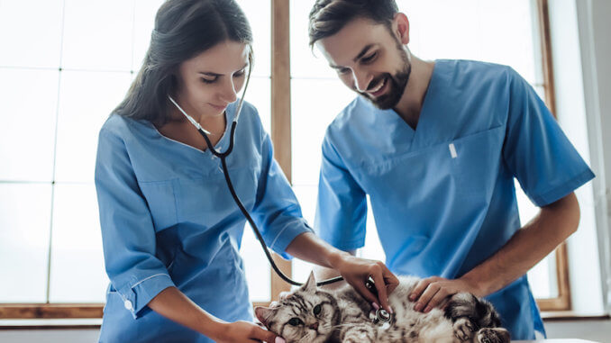 Katze wird beim Tierarzt untersucht