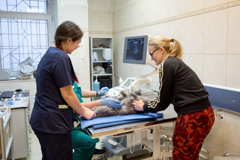 Katze wird beim Tierarzt untersucht mit Ultraschall