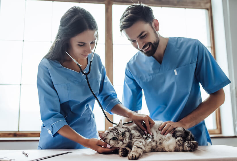 Katze wird beim Tierarzt untersucht