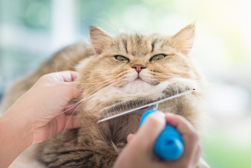 Katze wird mit einer Katzenbürste am Hals gebürstet